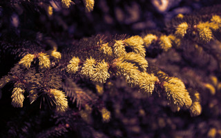 Yellow needles tree tiltshift fireworks - branch and a blurry background free wallpaper