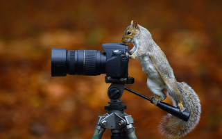 Squirrel camera tripod nut art - a nut free wallpaper for desktop