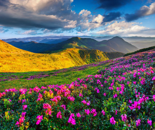Flower field mountains clouds sky - white cloud free wallpaper
