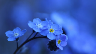 Blue flower butterfly yellow center - a yellow center free wallpaper