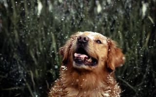 Dog snow aurora impressionist reindeer - the snow outside free wallpaper