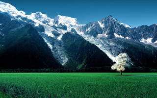 Lone tree mountains blue sky - a lone tree in a field free wallpaper for desktop