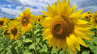 Sunflowers blue sky clouds field - a field of sunflowers free wallpaper for desktop