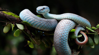 Blue snake curled branch leaves - a. hoffmann free wallpaper