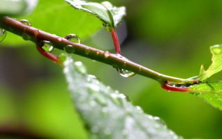 Water drops leaf macro photorealism 2 - a close up of a leaf free wallpaper