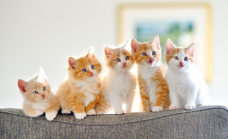 Kittens couch blue eyes collar - a couch together free wallpaper