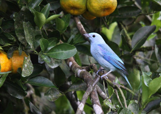 Blue bird perched branch oranges - an illustration free wallpaper