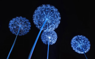 Blue dandelions lights night ferris - the dark sky free wallpaper for desktop