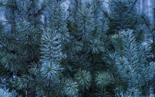 Snowy tree needles branches foliage - photorealism free wallpaper for desktop