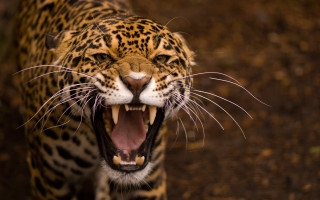 Leopard closeup mouth open teeth 2 - tooth wide open free wallpaper