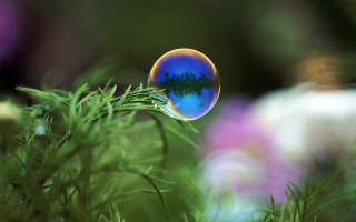 Blue bubble tree potted plant - a plant free wallpaper for desktop