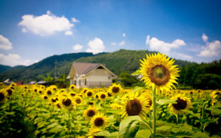 Sunflower field house blue sky 2 - free summer wallpaper for desktop