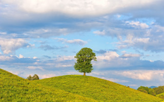 Lone tree grassy hill cloudy 4 - the hill free wallpaper for desktop