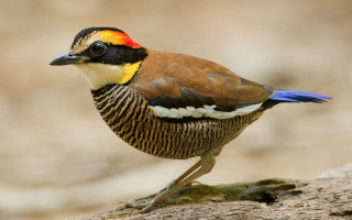 Bird yellow orange black head - free animals wallpaper