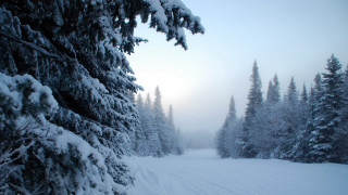 Snowy forest trail mountain bush - a trail free wallpaper