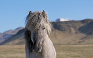 Horse mane field mountains blue - a long mane free wallpaper for desktop