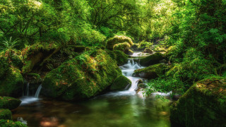 Lush forest stream waterfall nature - nature free wallpaper