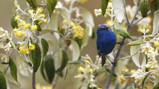 Blue bird yellow flowers macro - free spring wallpaper for desktop