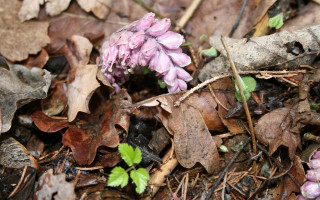 Purple flower woods macro sunny - leaf and grass free wallpaper