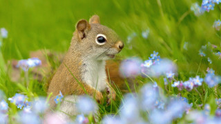 Squirrel blueflowers grass ecological impressionist - a blurry background of grass free wallpaper