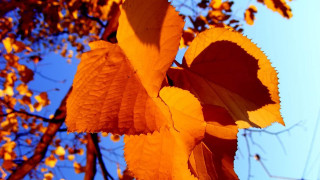 Leafy tree autumn blurry sky - a few leaf free wallpaper for desktop