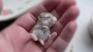 Hamster hand scissors tiny surreal - a persons hand free wallpaper