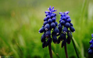 Blue flowers eyes field grass - bracha l. ettinger free wallpaper