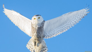 White owl yellow eyes flying - symbolism free wallpaper