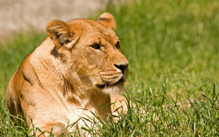 Lion grass rock bush dandelion - a lion free wallpaper