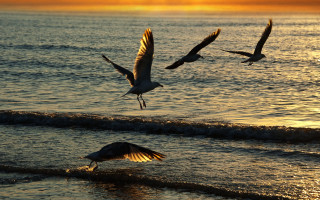 Birds ocean sunset flying shore - over the ocean free wallpaper