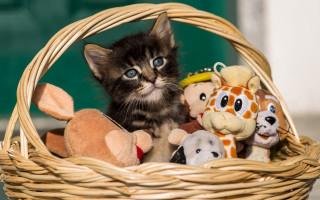 Kitten basket stuffed animals blue - felix octavius carr darley free wallpaper