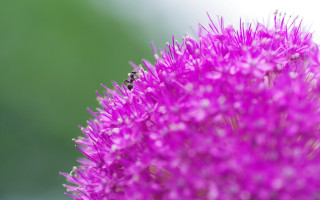 Bee purple flower macro ecological - a blurry background of grass free wallpaper