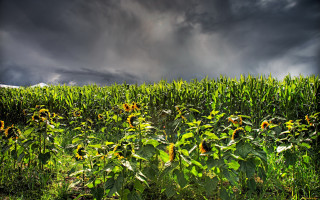 Sunflower field stormy sky matte - free summer wallpaper