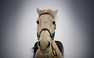 White horse black bridle red - back end free wallpaper for desktop