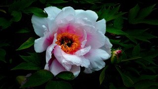 Pink white flower green leaves - a yellow center in the middle free wallpaper