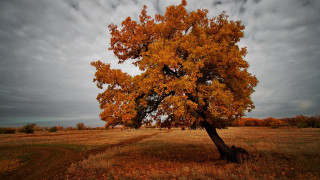 Tree yellow leaves field cloudy - a field under a cloudy sky free wallpaper