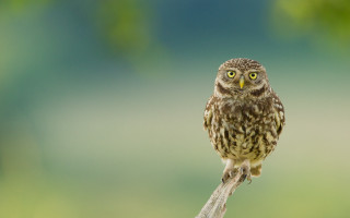 Small owl branch macro superflat - a small owl free wallpaper for desktop
