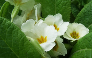 White flowers yellow tips green - a green leafy plant free wallpaper