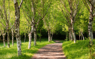 Forest path trees bushes sunlight - a dirt path free wallpaper