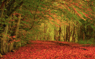 Forest path autumn leaves campfire 2 - bob thompson free wallpaper