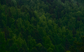 Plane forest night matte scene - a plane in the foreground free wallpaper