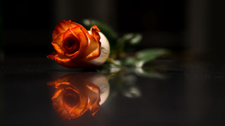 Orange rose reflection dark background - the table top free wallpaper