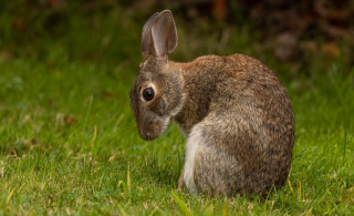 Rabbit grass dandelion nature blurry - a rabbit free wallpaper