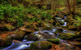 Lush green forest stream waterfall 3 - a lush green forest free wallpaper