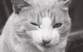 Sad cat chair black white - angry free wallpaper