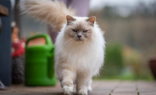 White cat brick walkway purple - a purple shirt free wallpaper
