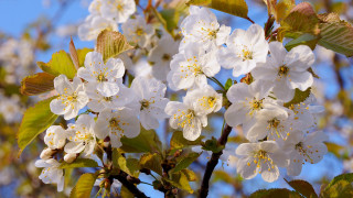 White flower tree blurry background - white flower free wallpaper