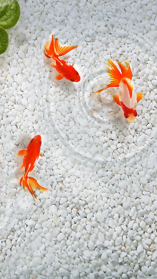Goldfish pond water leaf plant - gutai group free wallpaper for mobile