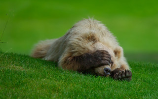 Bear rolling grass sunny furry - a bear free wallpaper