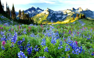 Wildflower mountain scene blue flowers - erin hanson free wallpaper